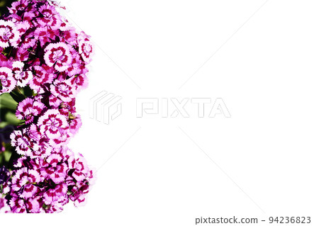 Blank sheet for text with wild pink and white wild carnation 94236823