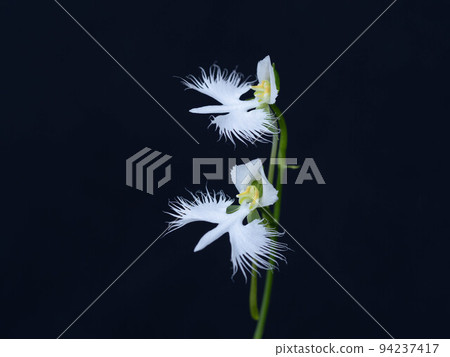 Beautiful Habenaria 94237417