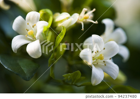 Close-up Orange jasmine flower or orange jessamine (a common name for Murraya paniculata) in the park. 94237480
