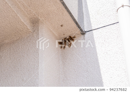 A group of paper wasps clinging to the wall A group of paper wasps clinging to the wall 94237682