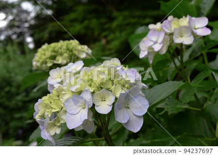 淡紫色的繡球花 94237697