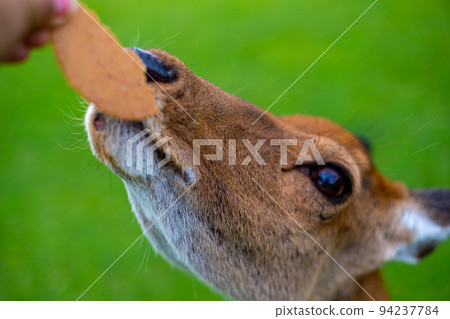 [#Nara] Deer in Nara Park 29 94237784
