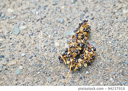 Black berries of Akamegashiwa (Summer, August) 94237918