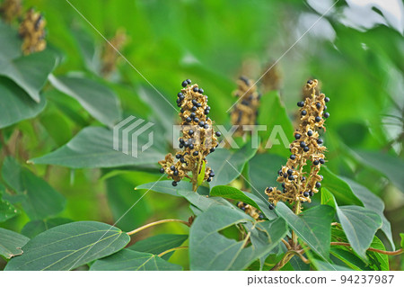 Black berries of Akamegashiwa (Summer, August) 94237987