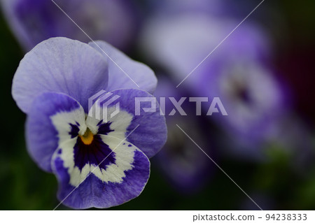 purple viola flower purple viola flower 94238333