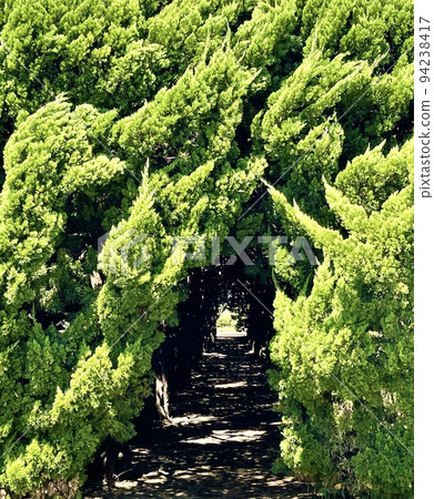 公園裡的人行道 公園裡的人行道 94238417