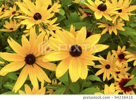 開花在公園的黃色花 94238418