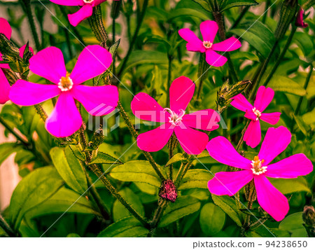 賽琳粉紅豹 94238650