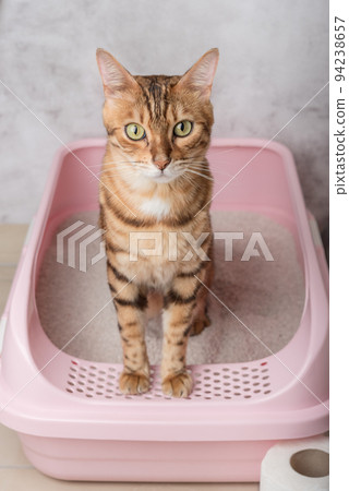 An obedient Bengal cat sits in a cat litter box in a room. 94238657