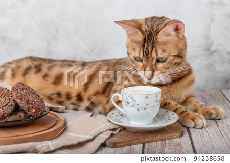 Beautiful bengal cat next to a cup of milk on the table. Beautiful bengal cat next to a cup of milk on the table. 94238658