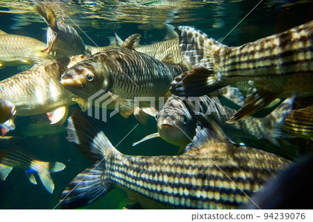 Interior of sea world oceanarium in KL. Glass aquarium with fish. 94239076