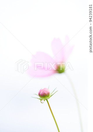 Pink cosmos flower buds wet in the rain White background Pink cosmos flower buds wet in the rain White background 94239181