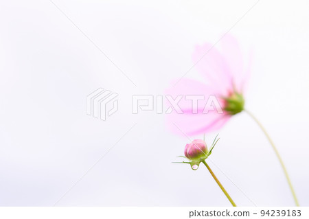 粉紅色的波斯菊花蕾在雨中濕潤白色背景 粉紅色的波斯菊花蕾在雨中濕潤白色背景 94239183
