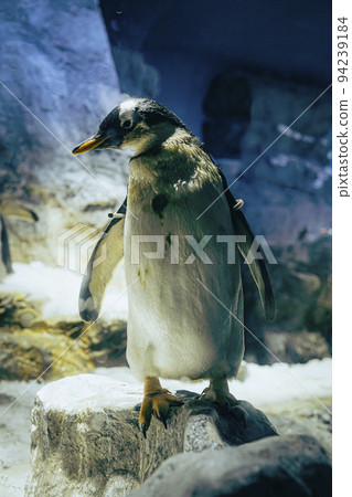 水族館動物企鵝 水族館動物企鵝 94239184