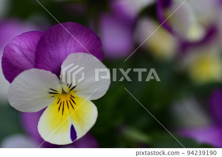 small viola flower small viola flower 94239190