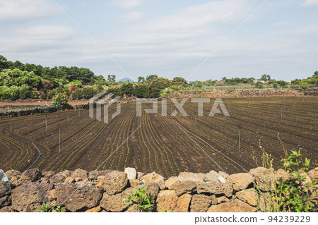 一個修剪整齊的大田地，有石牆 94239229