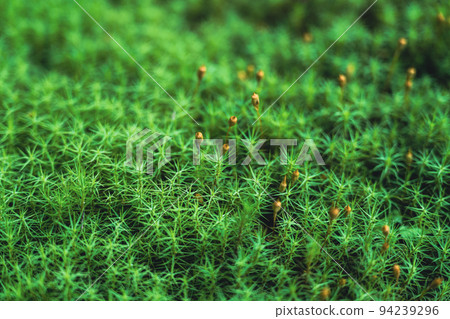 beautiful cedar moss beautiful cedar moss 94239296