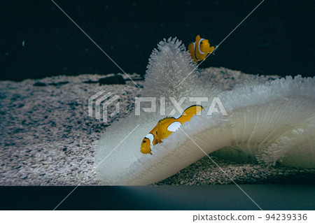 Aquarium Anemonefish Sea anemone Aquarium Anemonefish Sea anemone 94239336