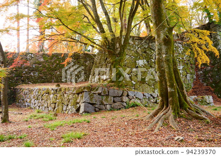 Autumn / Autumn Leaves of Takatori Castle Ruins (Takatori Town, Takaichi District, Nara Prefecture) 94239370