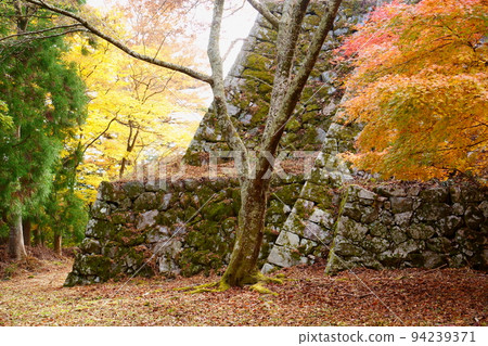 秋 / 高取城蹟的秋葉(奈良縣高市區高取町) 秋 / 高取城蹟的秋葉(奈良縣高市區高取町) 94239371