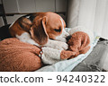 Beagle puppy bite dolls on a bed. Cute Beagle dog . sleeping beagle with dolls. 94240322