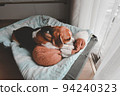 Beagle puppy bite dolls on a bed. Cute Beagle dog . sleeping beagle with dolls. 94240323
