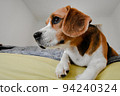 Beagle puppy lying in home on a bed. white wall. 94240324