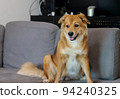 A mixed breed dog with folded ear sitting in sofa. 94240325