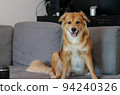 A mixed breed dog with folded ear sitting in sofa. 94240326
