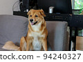 A mixed breed dog with folded ear sitting in sofa. 94240327