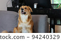 A mixed breed dog with folded ear sitting in sofa. 94240329
