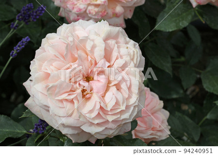 Pink rose flower in close up Pink rose flower in close up 94240951