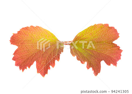 viburnum isolated viburnum isolated 94241305