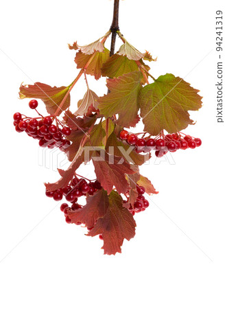 viburnum isolated viburnum isolated 94241319