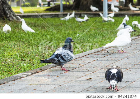 Close-up of wild pigeons on the ground in Taichung Park, Taiwan. 94241874