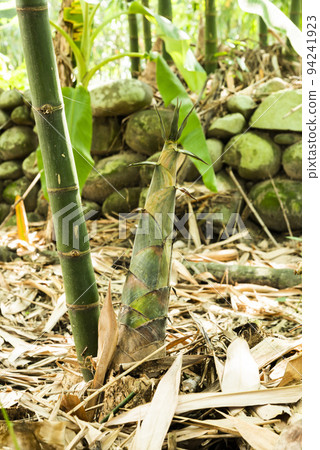 Young bamboo sprouts growing at agricultural bamboo farmland in Yunlin, Taiwan. 94241923