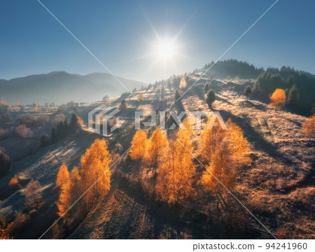 Aerial view of beautiful orange trees on the hill in mountains Aerial view of beautiful orange trees on the hill in mountains 94241960
