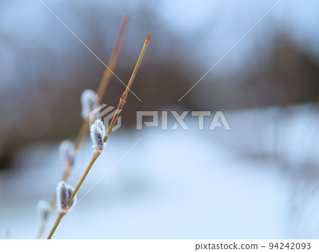 科里柳芽在二月發芽 科里柳芽在二月發芽 94242093