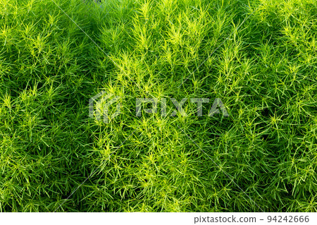 background of green ornamental plants for landscapes close-up background of green ornamental plants for landscapes close-up 94242666