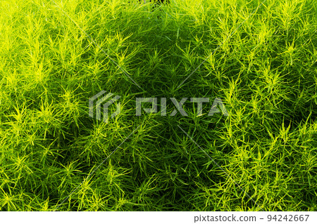 background of green ornamental plants for landscapes close-up background of green ornamental plants for landscapes close-up 94242667