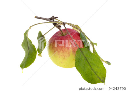 apple with leaves isolated 94242790