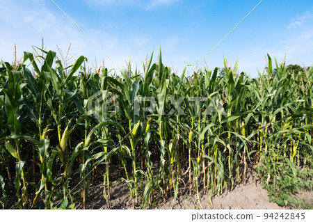 corn field on a sunny day corn field on a sunny day 94242845