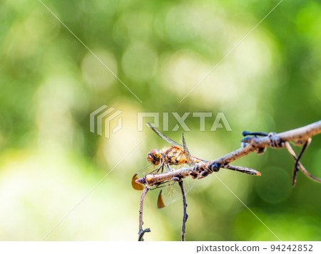 清爽的秋景 關東北部美麗的龍門瀑布 一隻紅蜻蜓棲息在樹枝上 清爽的秋景 關東北部美麗的龍門瀑布 一隻紅蜻蜓棲息在樹枝上 94242852