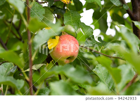 apples on a tree in summer apples on a tree in summer 94242933