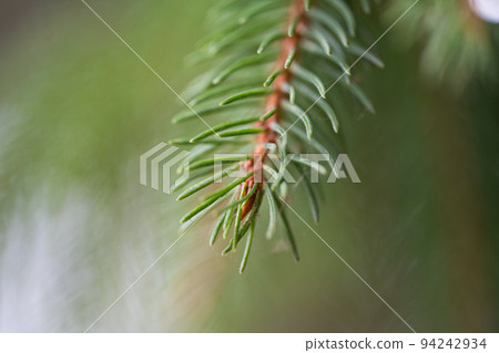background of spruce branches close-up background of spruce branches close-up 94242934