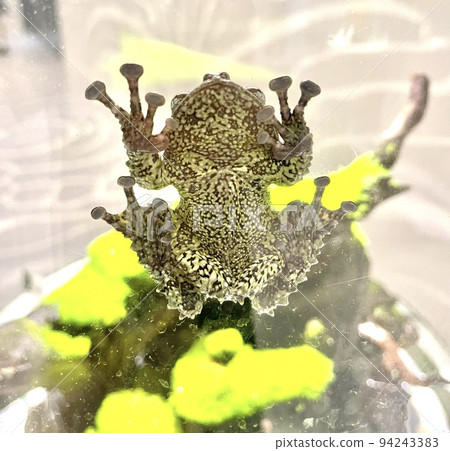 苔蘚蛙的腹部粘在玻璃上 苔蘚蛙的腹部粘在玻璃上 94243383