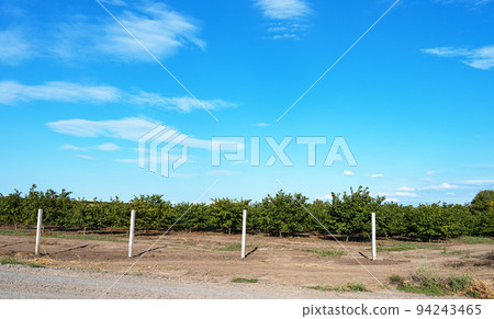 hazelnut garden on a sunny day 94243465