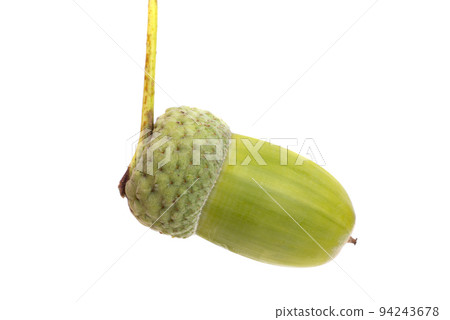 green acorns isolated 94243678