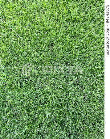 A vertical background image of a yellow-green cured new uniform leaf lawn surface 94243679