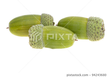 green acorns isolated 94243680